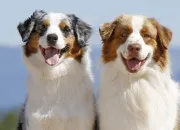 Quiz Culture générale sur les chiens