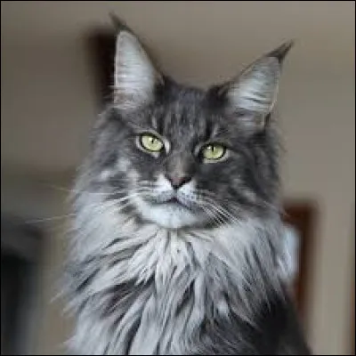 Is the maine coon cat breed native to Australia?