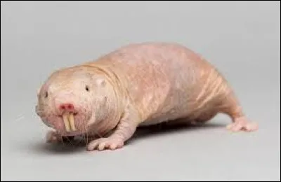 On which continent is the mole rat found?