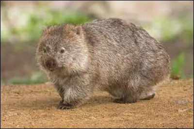 A small animal found in the mountainous forests of Australia, where they dig vast burrows.
