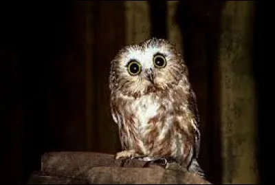 Now this owl: what is it?