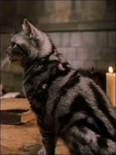 Finally, let's go back to cats: