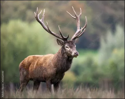 This animal is more difficult to find.