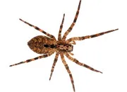 Test As-tu la phobie des araignées ?