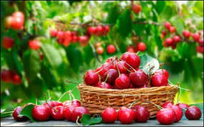 You have to pick cherries with your tail. J'avais deja du mal avec la main! is a quote by Coluche.