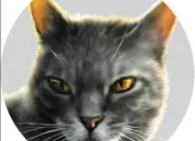 Quiz Les chats qui pourraient donner une vie à Aile de Faucon