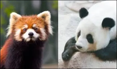 Does the giant panda live longer or shorter than the red panda in the wild?