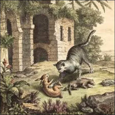 The Cat, the and the Little Rabbit.