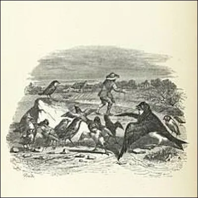 The and Small Birds.