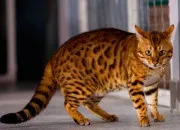 Quiz 13 mots commençant par C comme Chat !