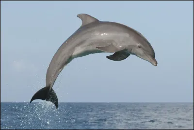 True or false?
The dolphin is a mammal.