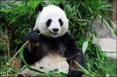 Animals - Where does the giant panda live in the wild?