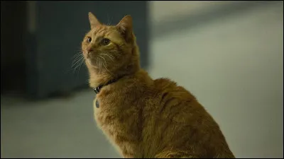 What's this animal's name?
(Yes, it's from Marvel)