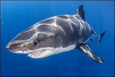 What's the name of this film?