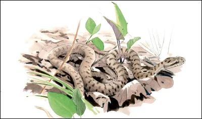 To which writer do we owe the novel Vipere au poing?