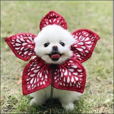 What does Dustin name his Demodog?