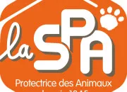 Quiz Autour de la SPA pour cette journée internationale contre l'abandon des animaux de compagnie