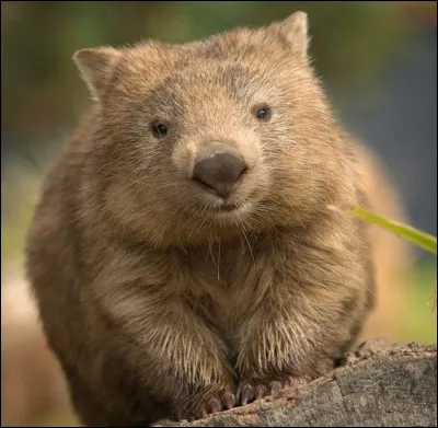 Where can you see a wombat?