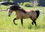 Quiz Êtes-vous prêts pour votre Galop 2 ?