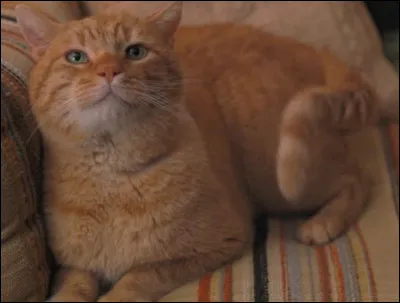 What was Dustin's cat's name?