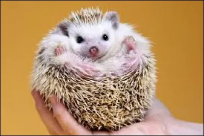 Animals - What is the name of the little fish ?