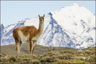 Which of these countries does not share a border with Brazil?