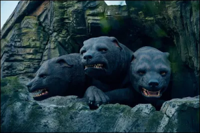 What was the name of the three-headed dog who guarded the philosopher's stone?