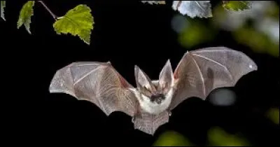 Bats are nocturnal mammals.