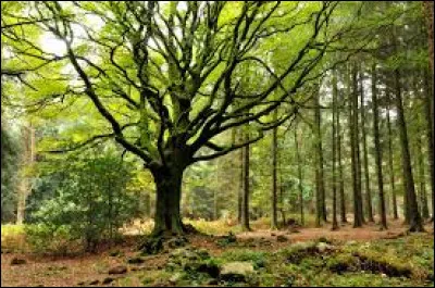 Is the Broceliande forest located in Brittany?
