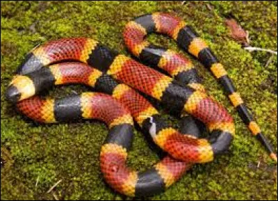 Crawl to the right answer!