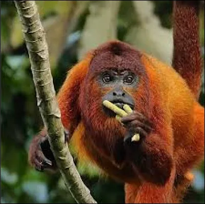 You'll find him leaping from tree to tree with the agility of a gymnast!