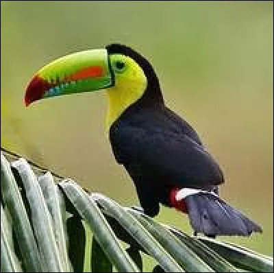 Splendid and very recognizable, here is the :