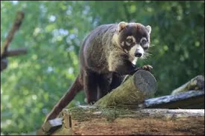 What is the name of this animal?