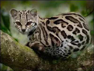 I'd like to introduce you to another, lesser-known feline. Find his name!