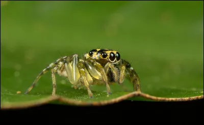 How many eyes do most spiders have?