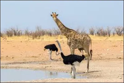 Which animal has the longest neck?