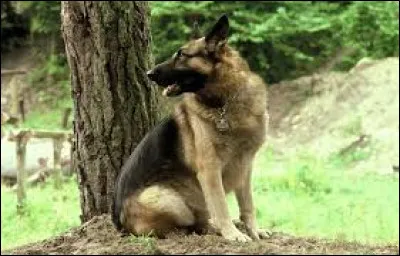 How many millions of friends are there according to the name of a famous foundation dedicated to animals?