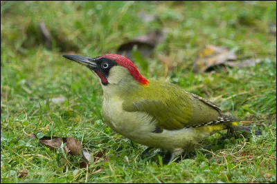 Animals - What is the name of this bird?