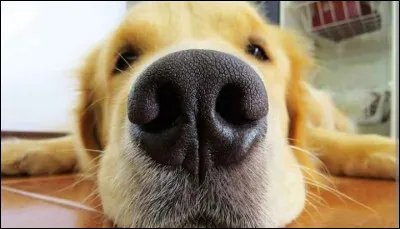 What does the dog put on his nose to moisten it?