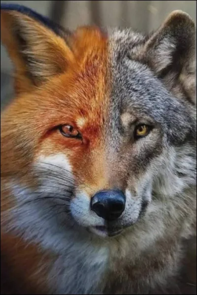 The wolf and the fox are both...