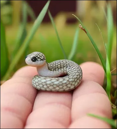 And finally, which proposition is not a snake name?