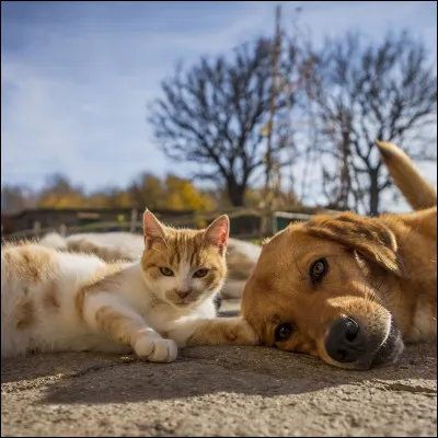 In France, there is a label called Ville amie des animaux .