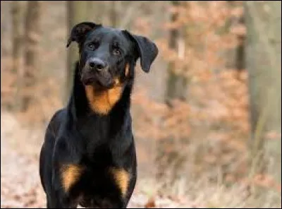 Which dog breed is sometimes nicknamed the red stocking?