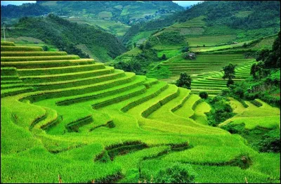 I present you the rice fields of :