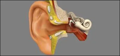 In the human ear, do we find the anvil, the hammer and the stirrup?