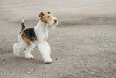 Find the name of the dog!