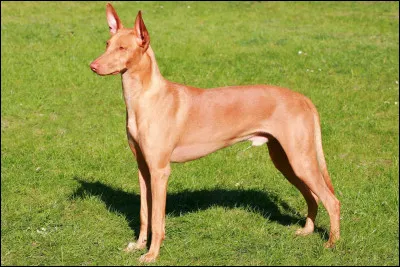 What is the name of this breed of dog?