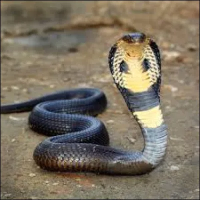 This snake is a king cobra.