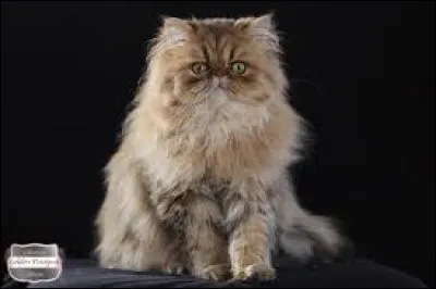 This long-haired cat is a Persian.