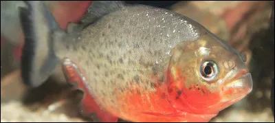 It's a black Piranha: